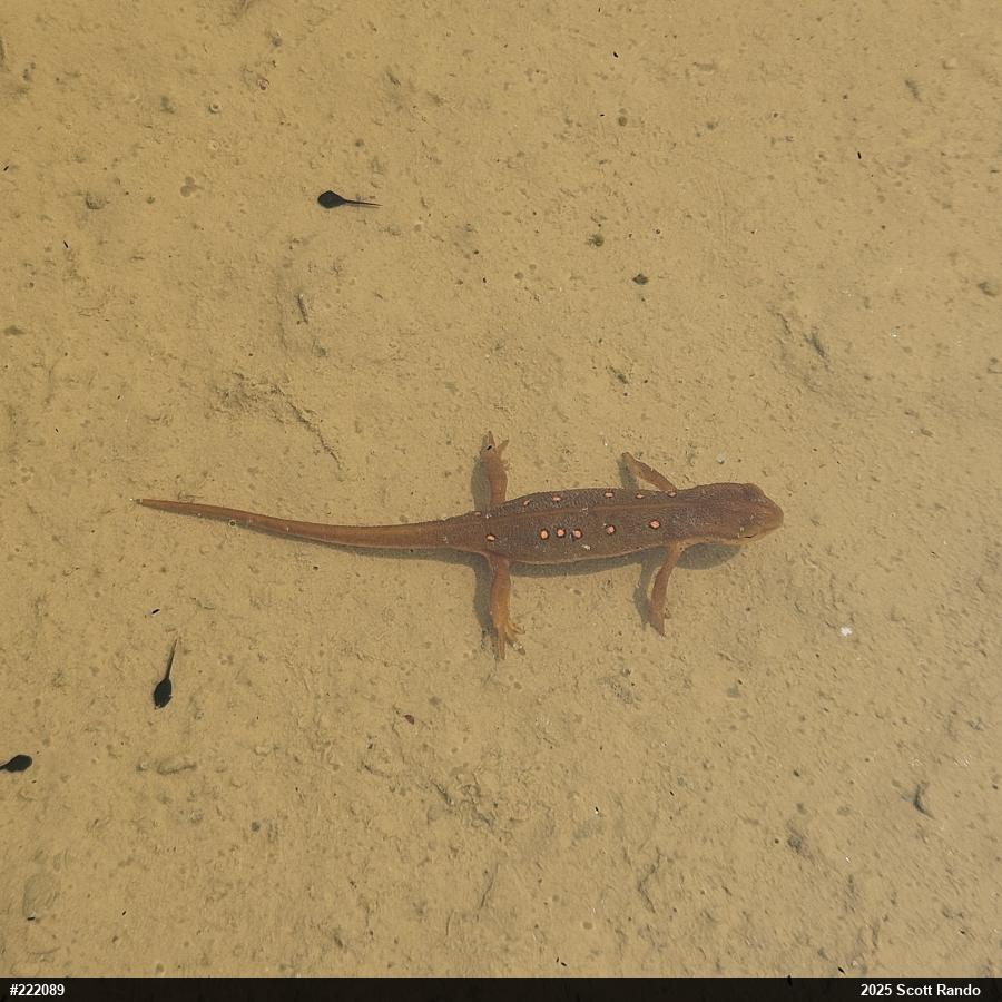 Red-spotted Newt