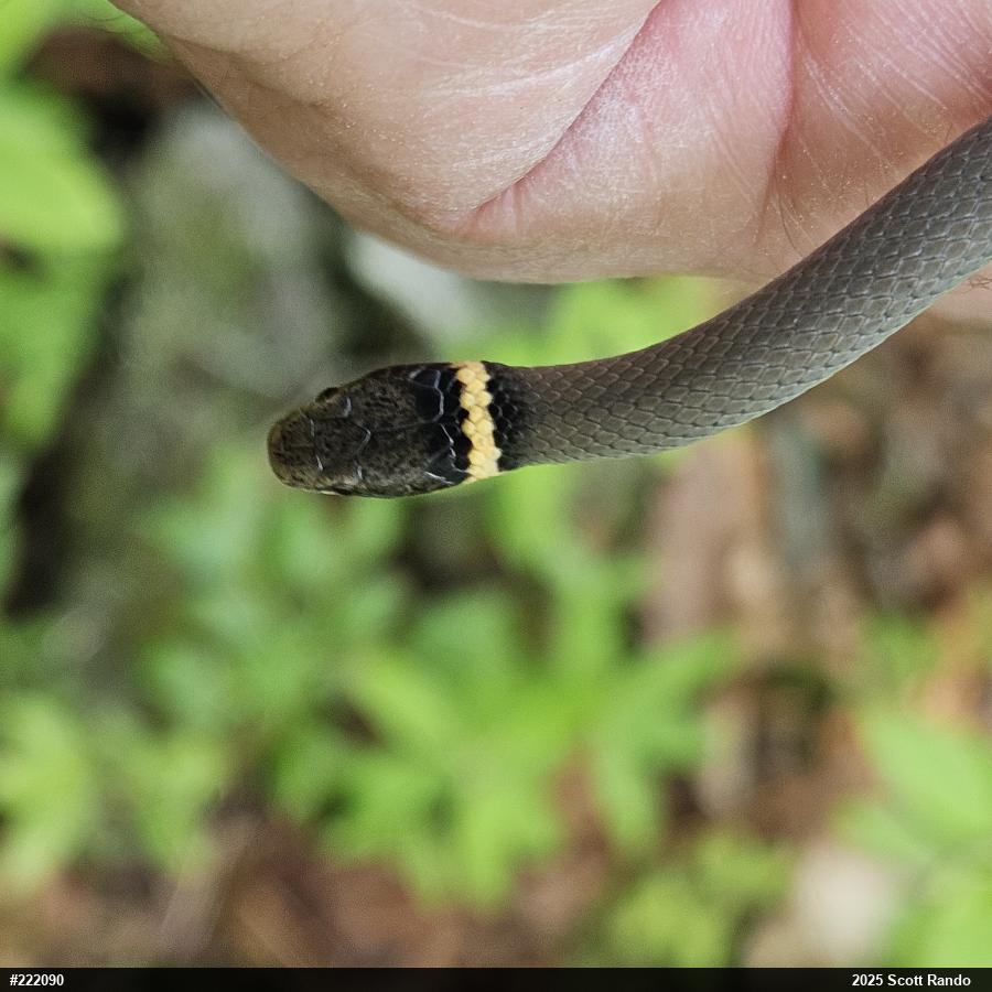 Northern Ring-necked Snake