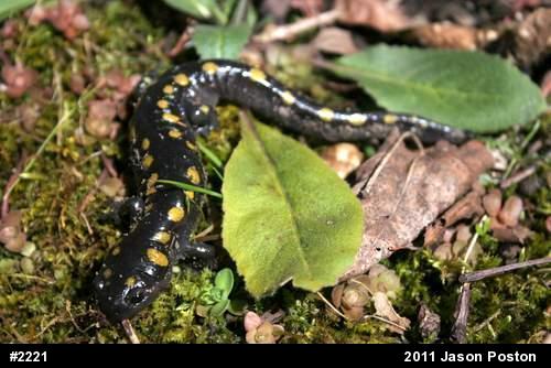 Spotted Salamander