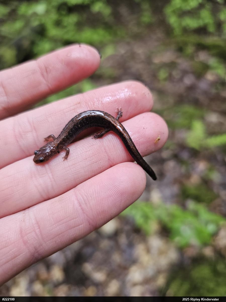 Eastern Red-backed  Salamander