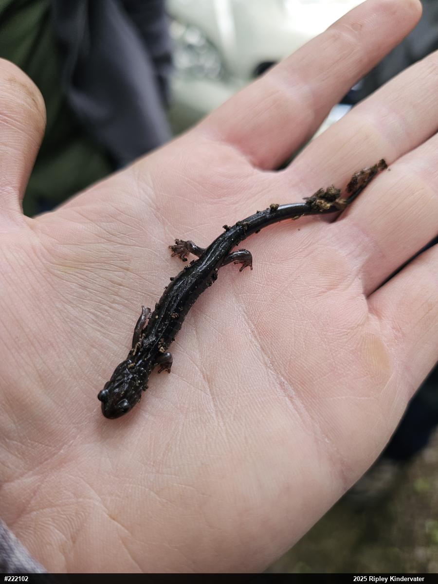 Wehrle's Salamander