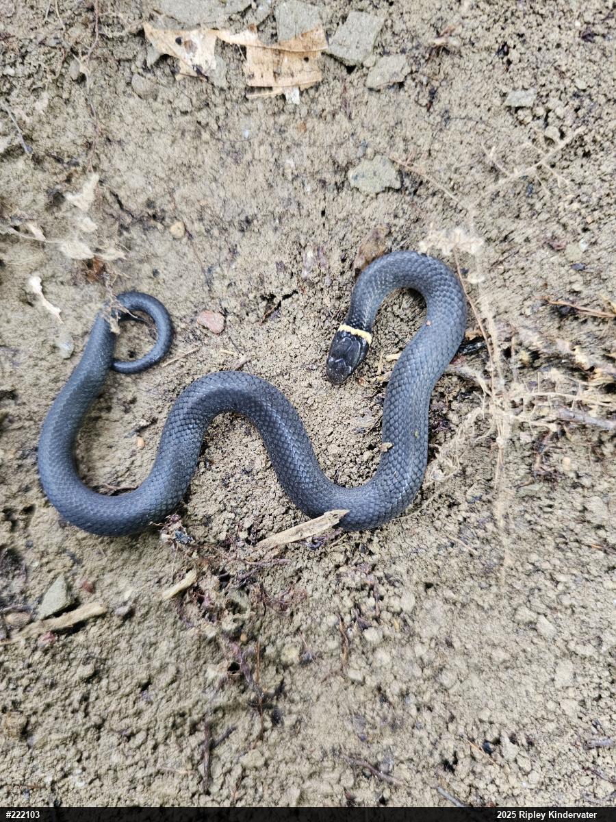 Northern Ring-necked Snake