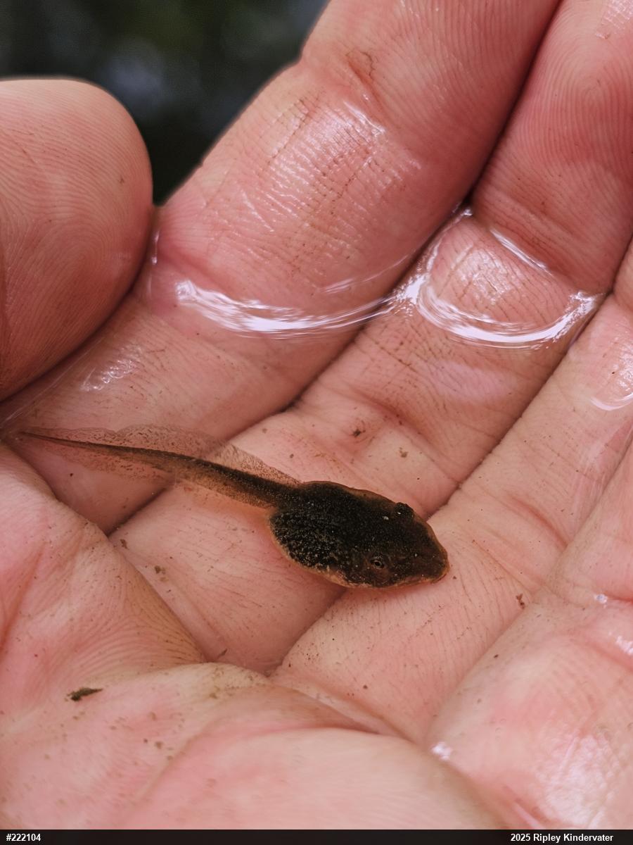 Wood Frog