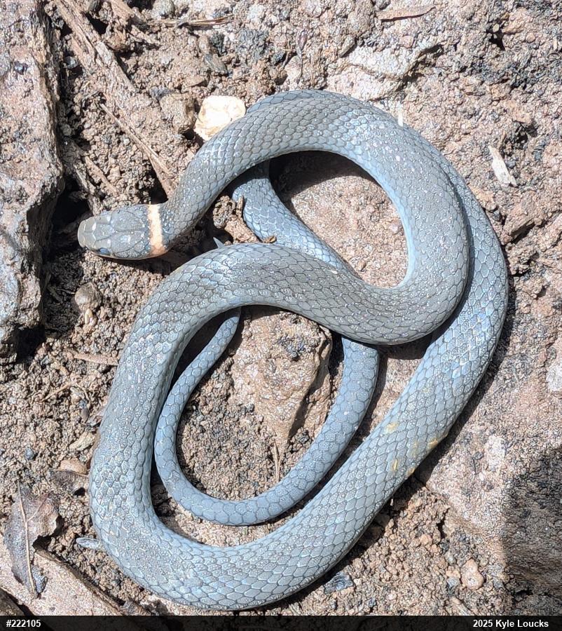 Northern Ring-necked Snake
