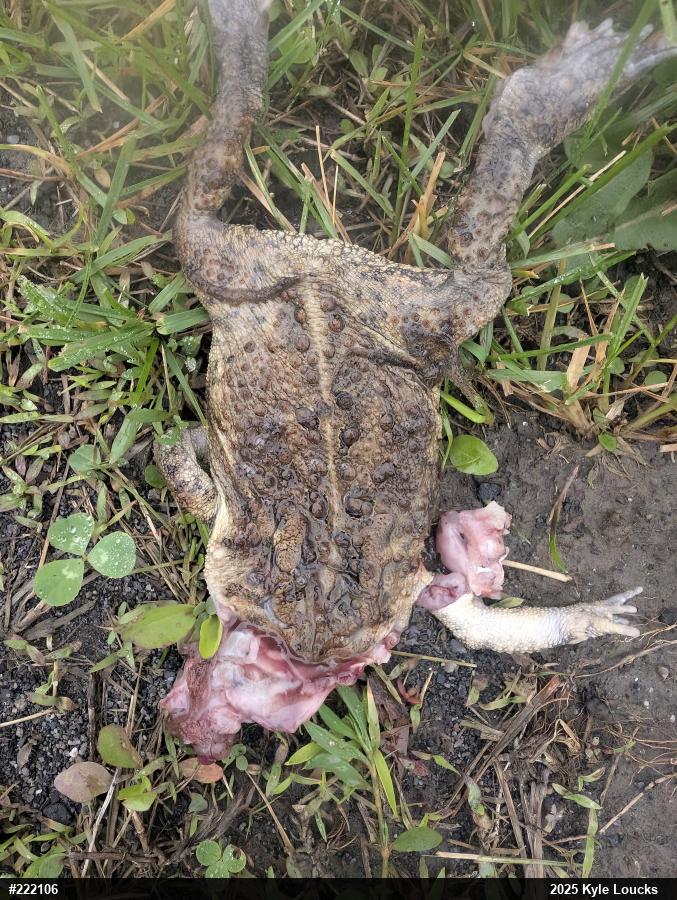 Eastern American Toad