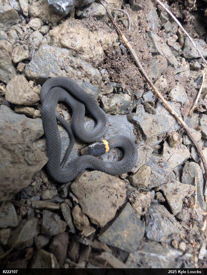 Northern Ring-necked Snake