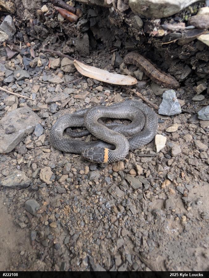 Northern Ring-necked Snake