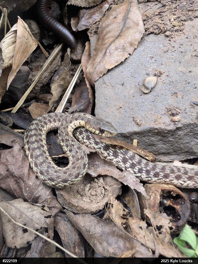 Eastern Gartersnake