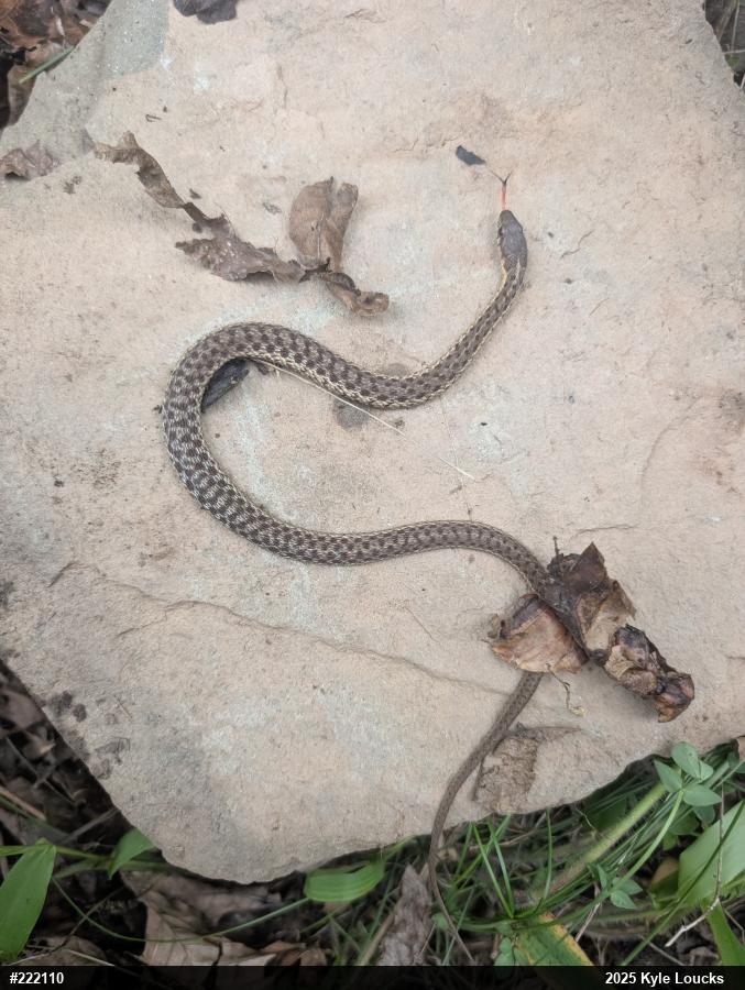 Eastern Gartersnake