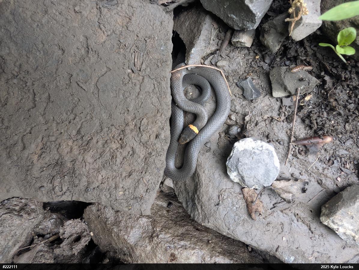 Northern Ring-necked Snake