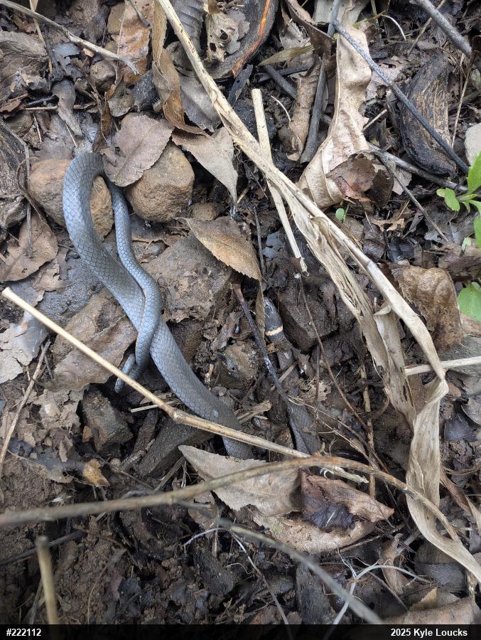 Northern Ring-necked Snake