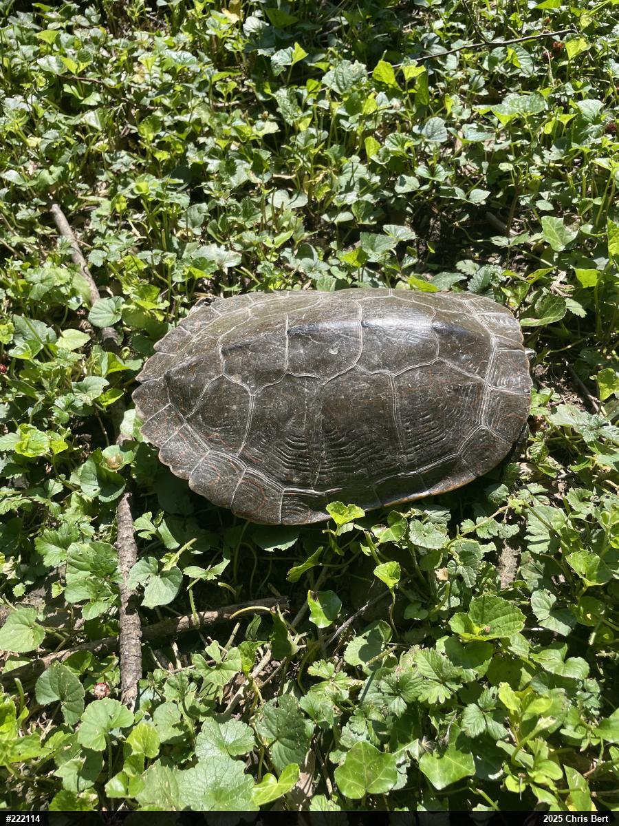 Northern Map Turtle