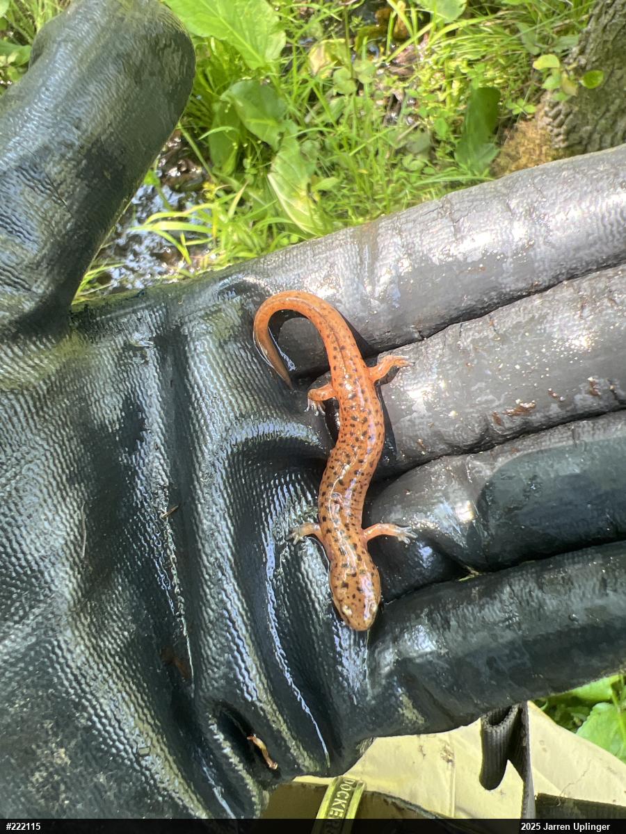 Northern Red Salamander