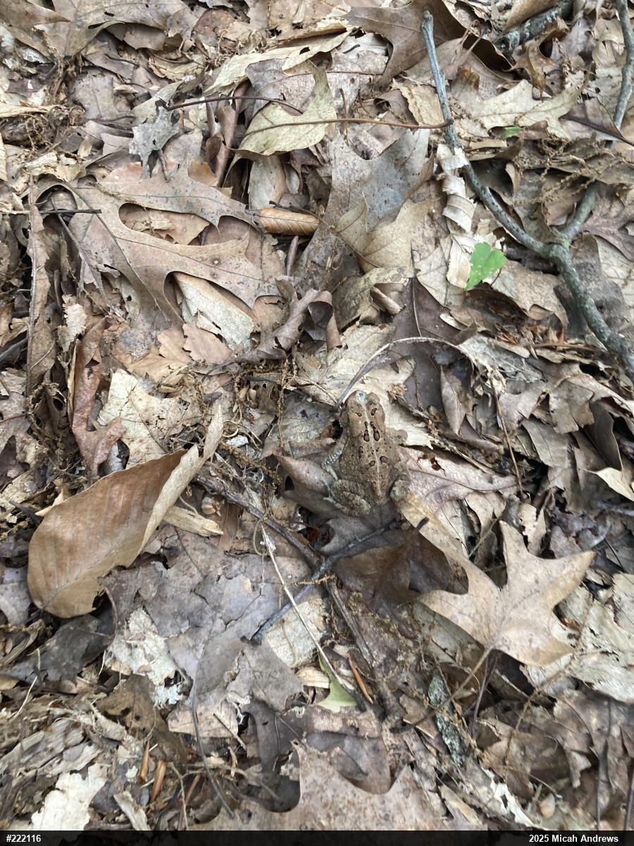 Eastern American Toad