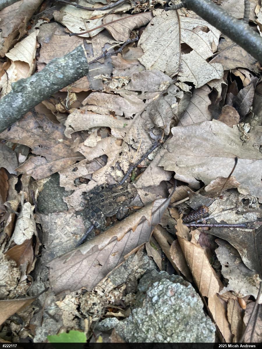 Eastern American Toad