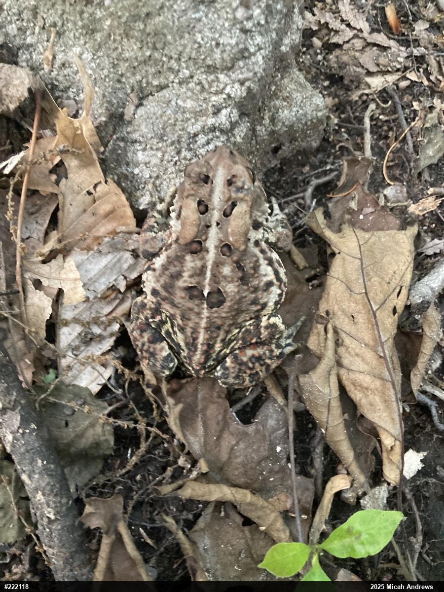 Eastern American Toad