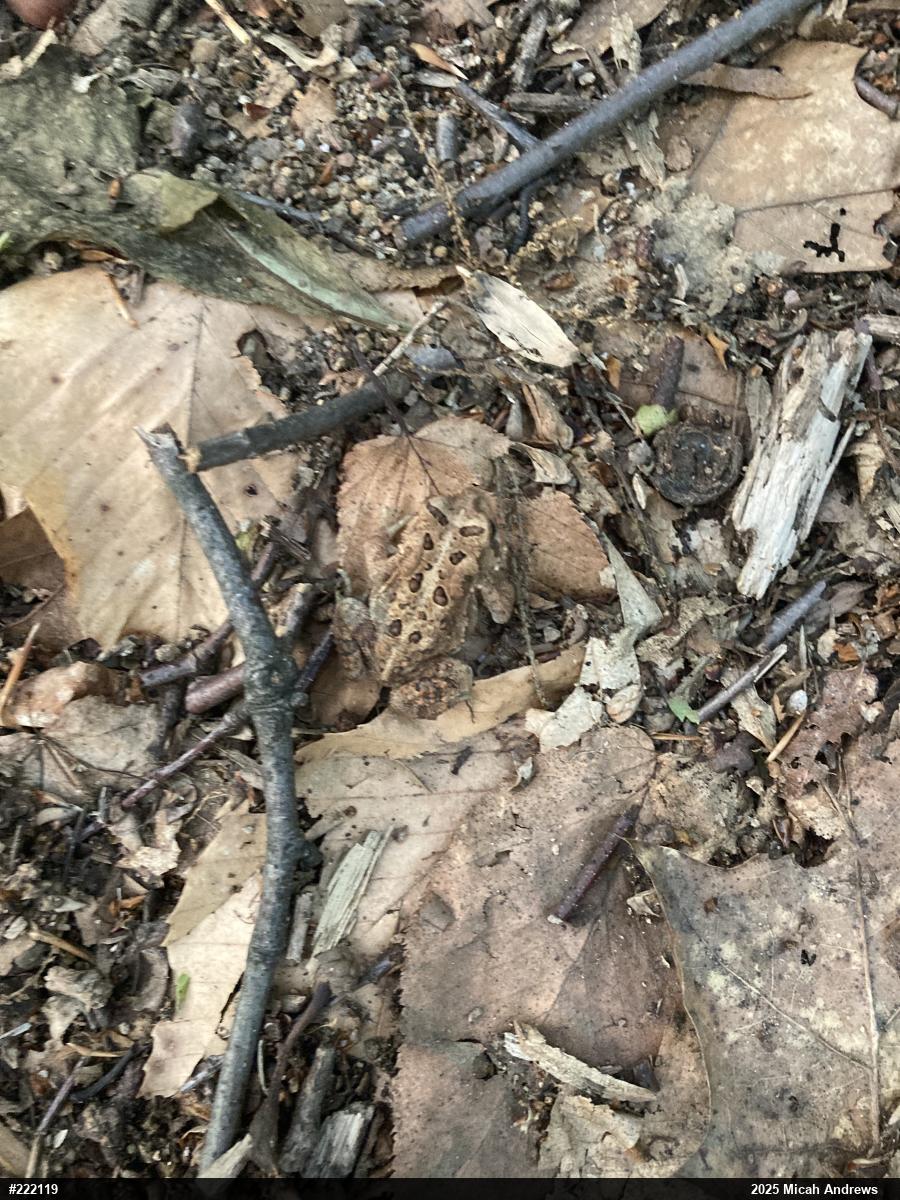 Eastern American Toad
