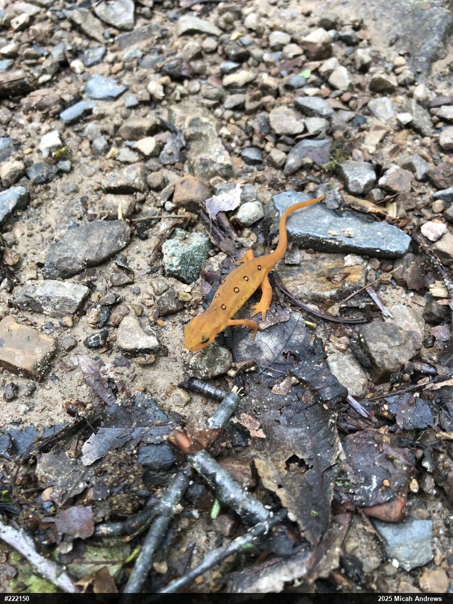 Red-spotted Newt