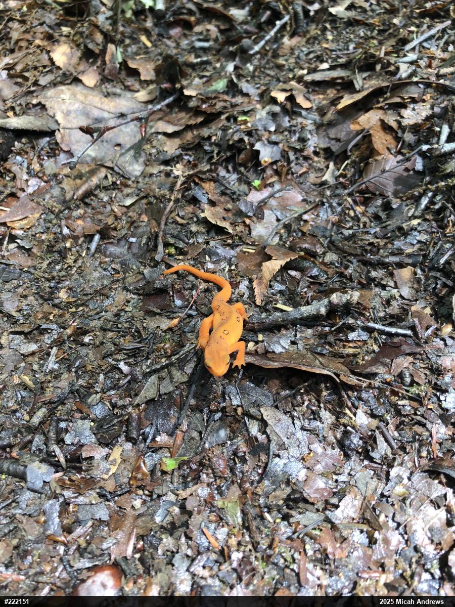 Red-spotted Newt