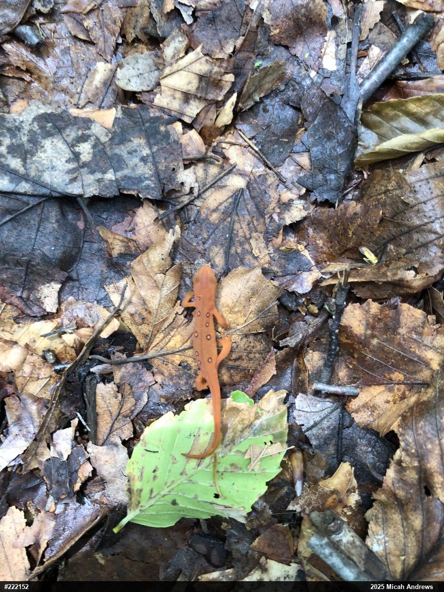 Red-spotted Newt