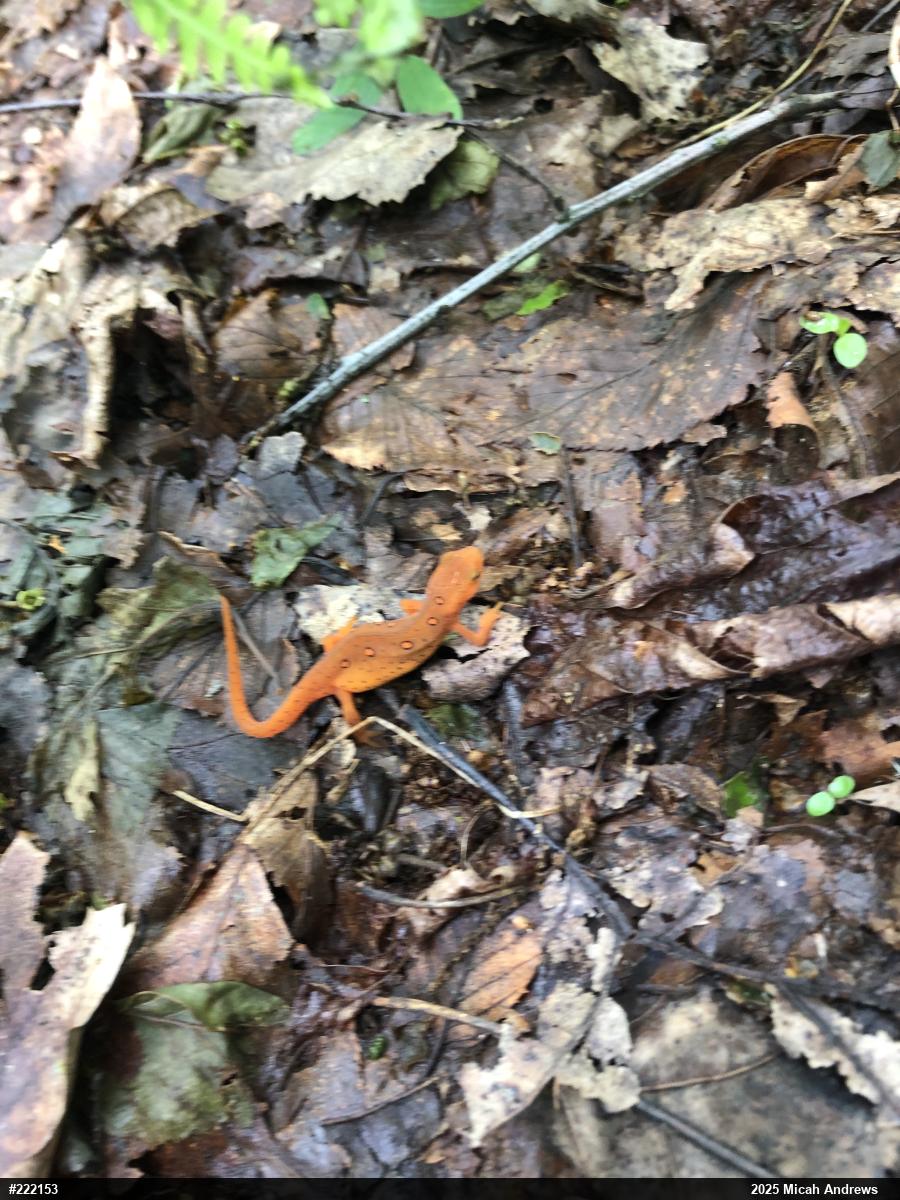 Red-spotted Newt