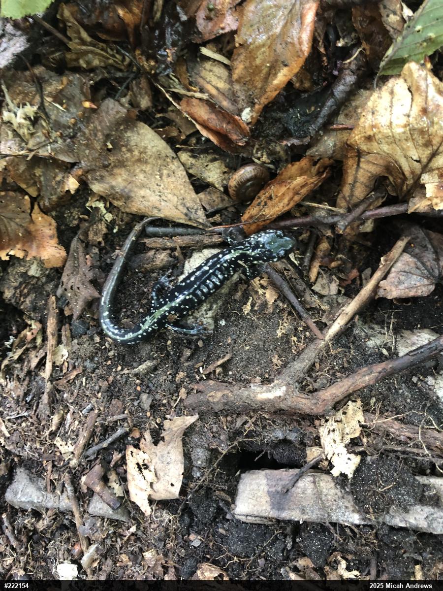 Northern Slimy Salamander