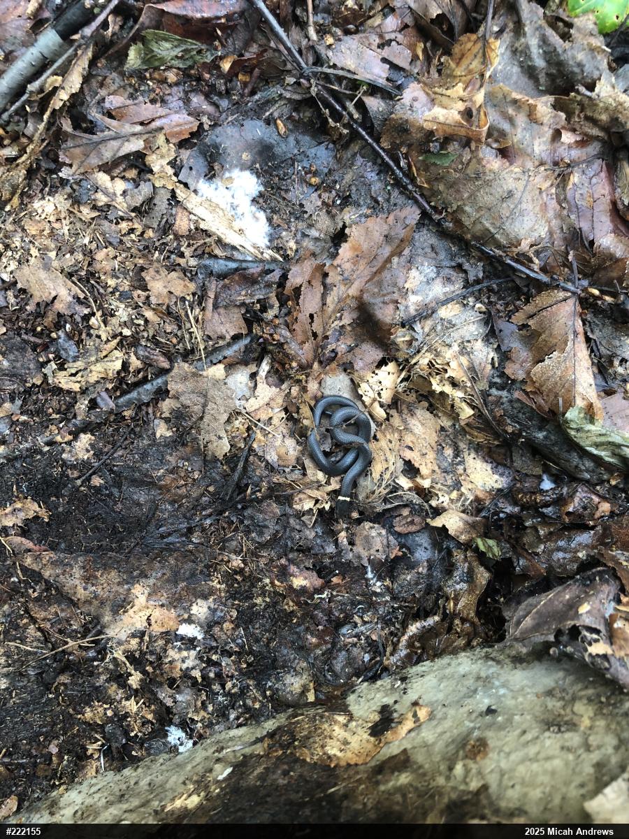 Northern Ring-necked Snake