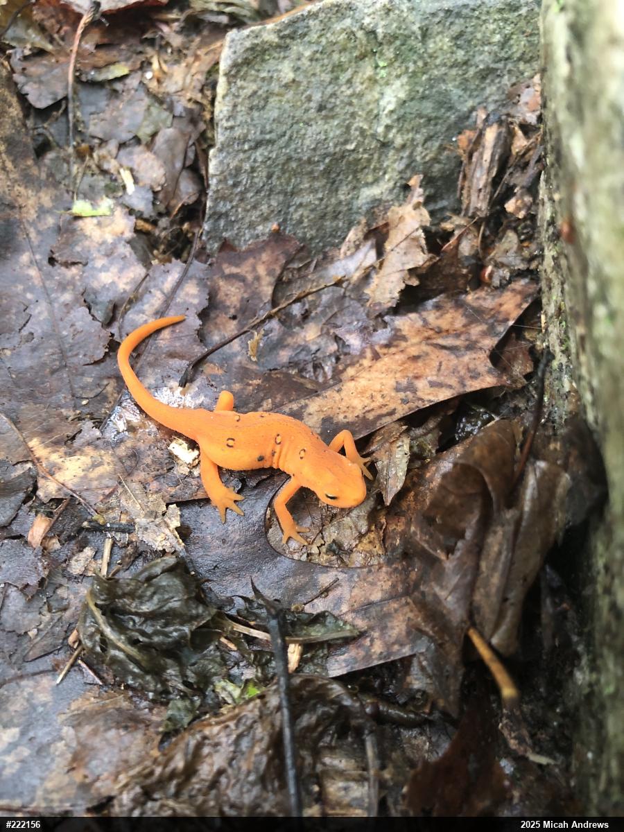 Red-spotted Newt
