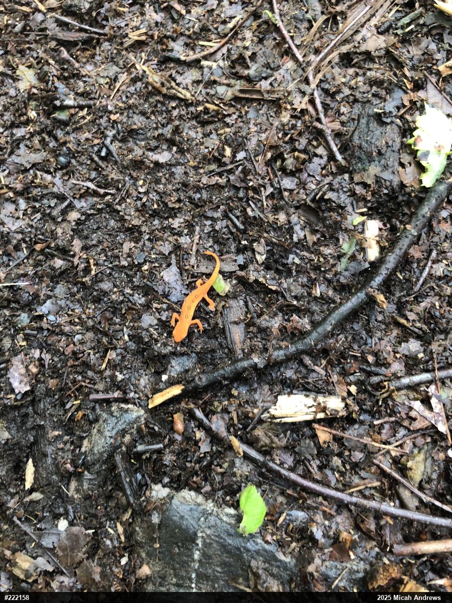 Red-spotted Newt