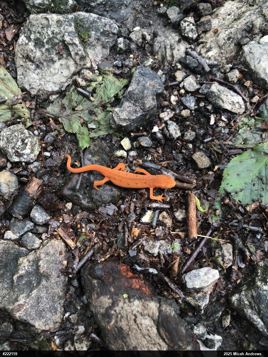 Red-spotted Newt
