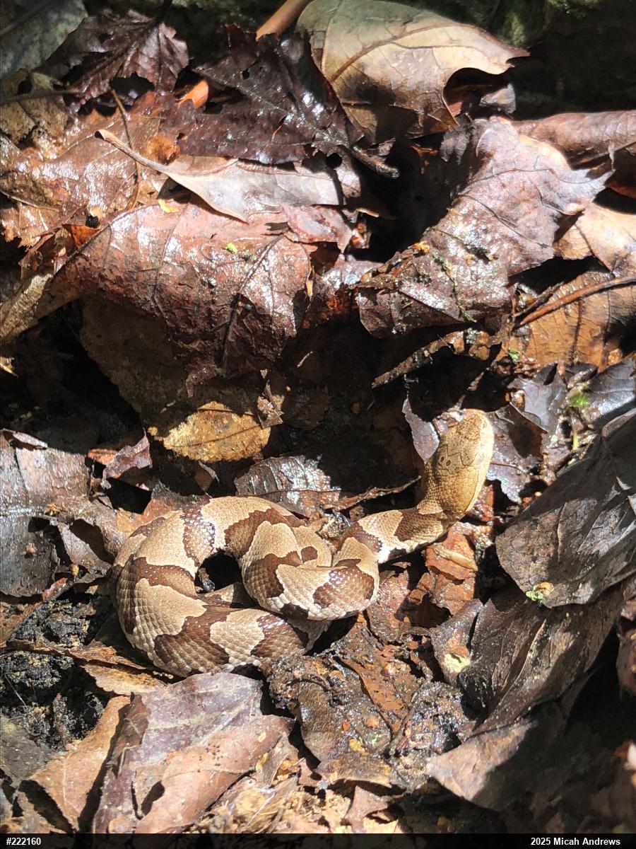 Northern Copperhead