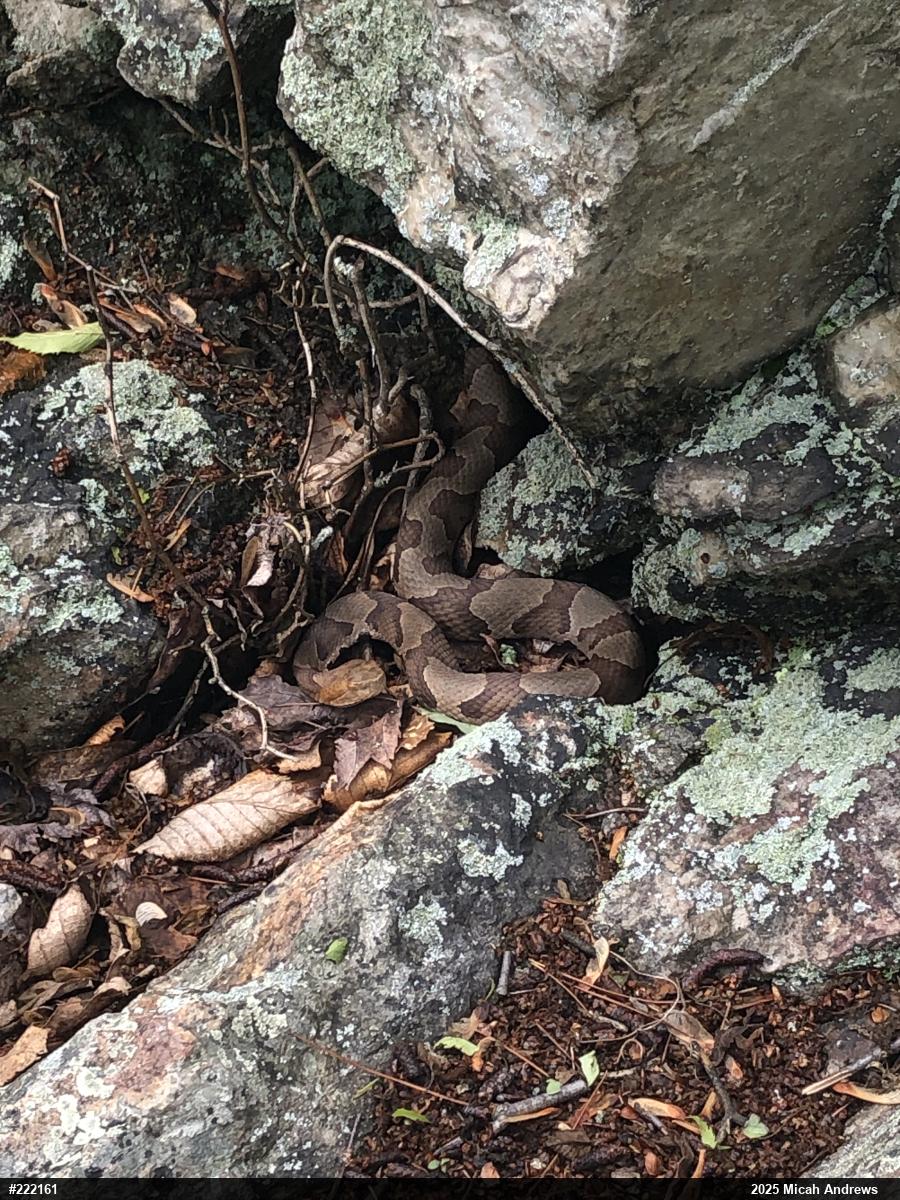 Northern Copperhead