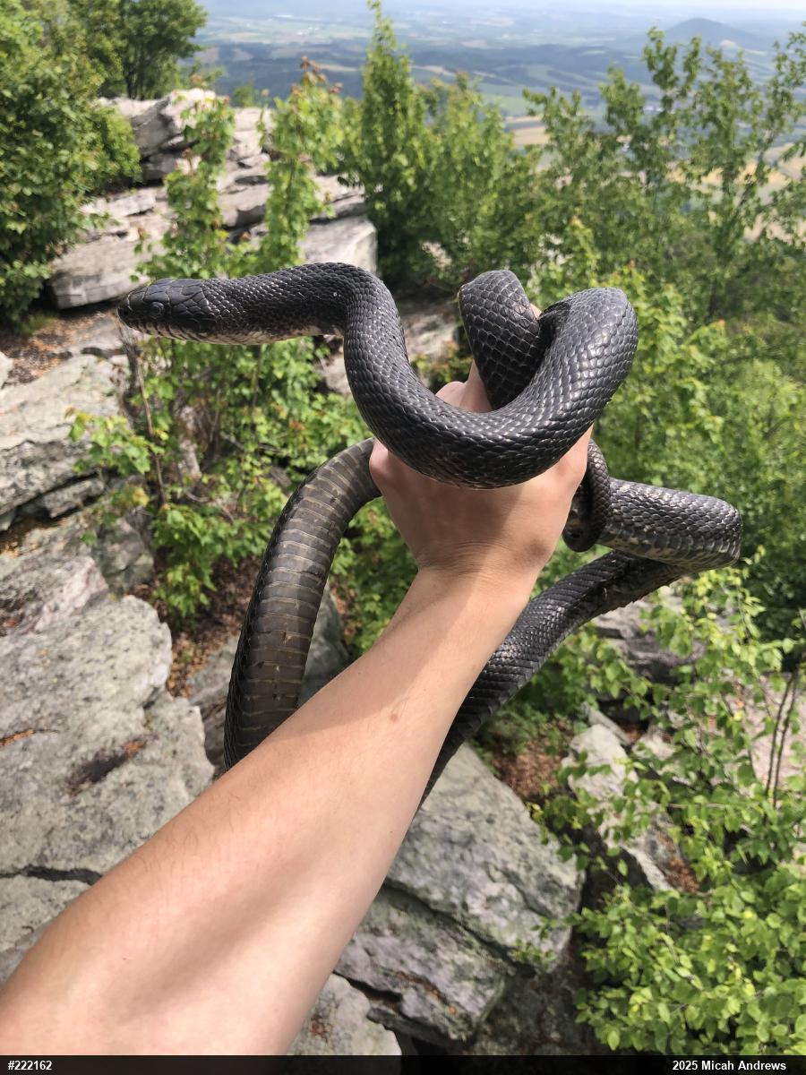 Eastern Ratsnake