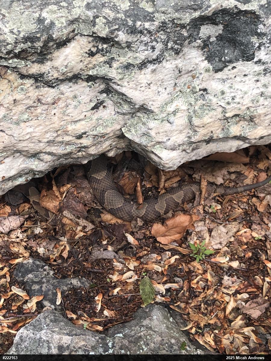 Northern Copperhead
