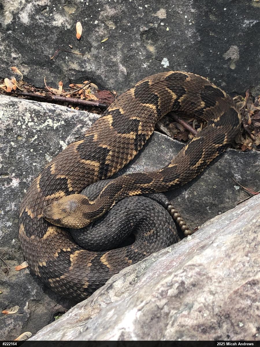 Timber Rattlesnake