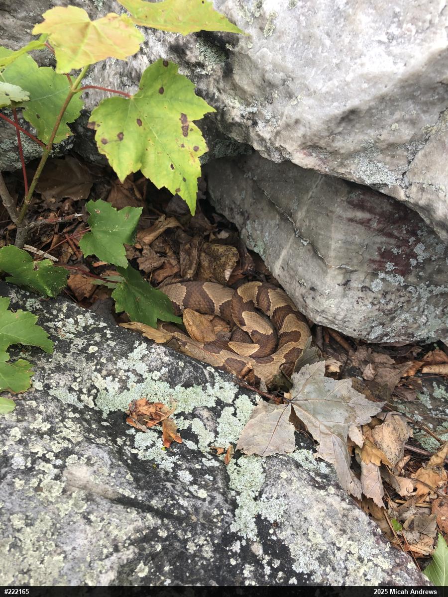 Northern Copperhead