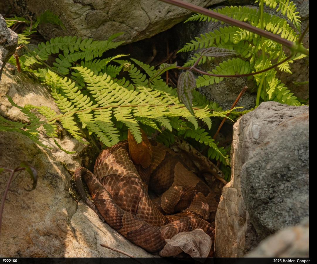 Northern Copperhead