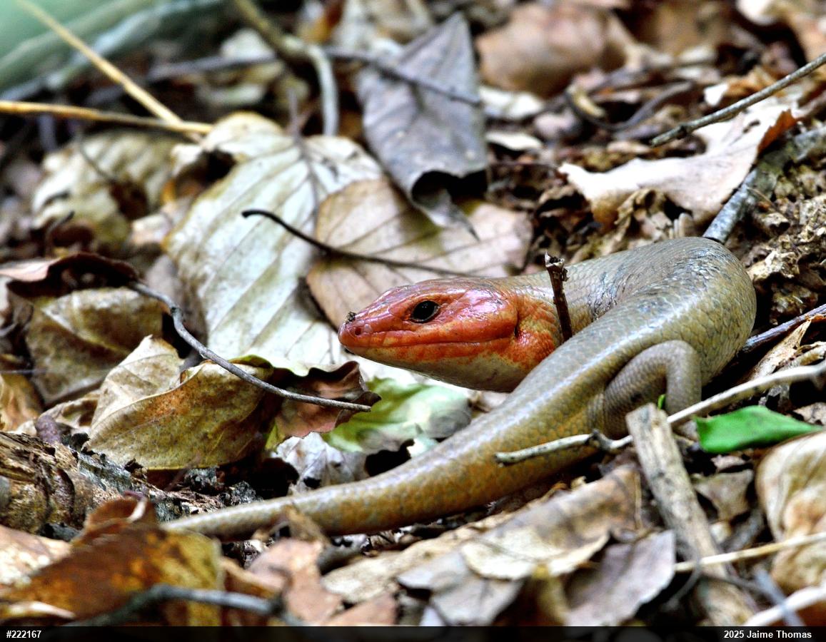 Broad-headed Skink