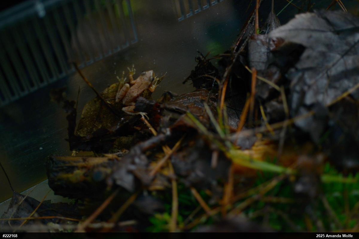 Spring Peeper
