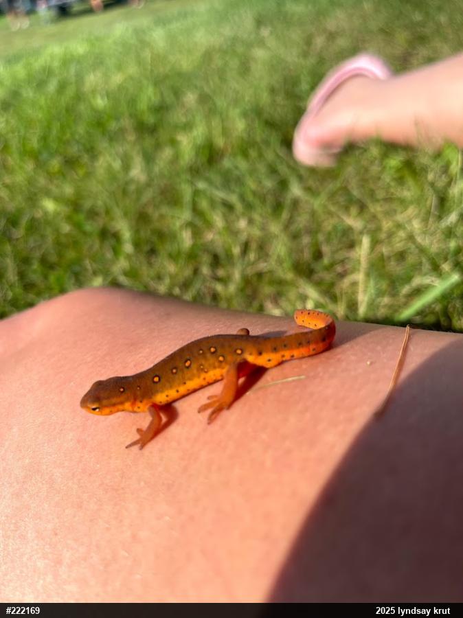 Red-spotted Newt