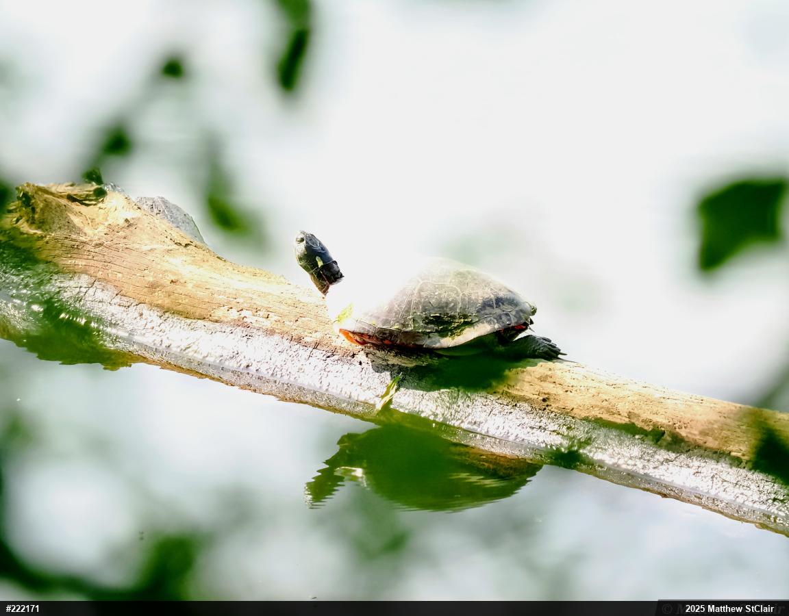 Midland Painted Turtle