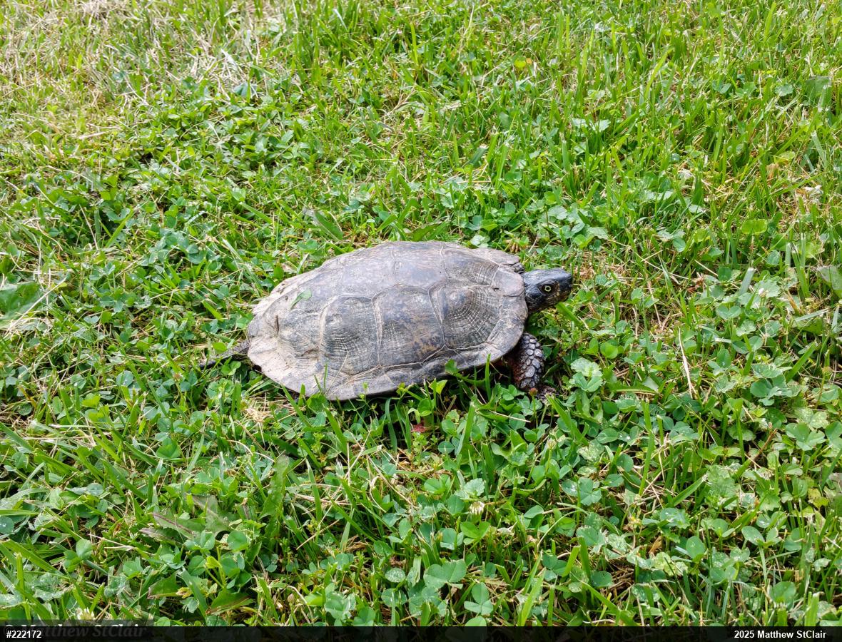 Wood Turtle