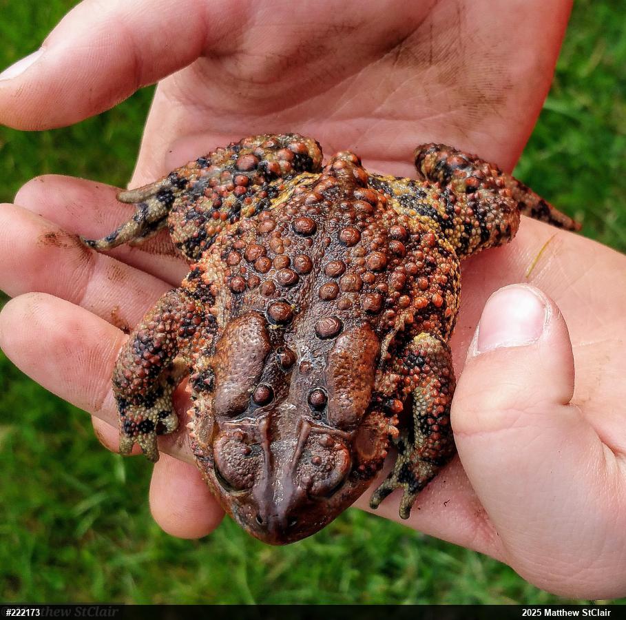 Eastern American Toad