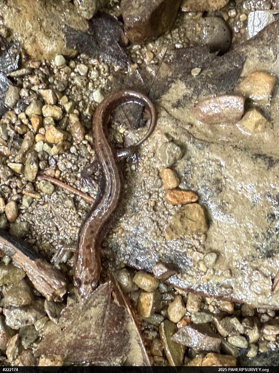 Allegheny Mountain Dusky Salamander