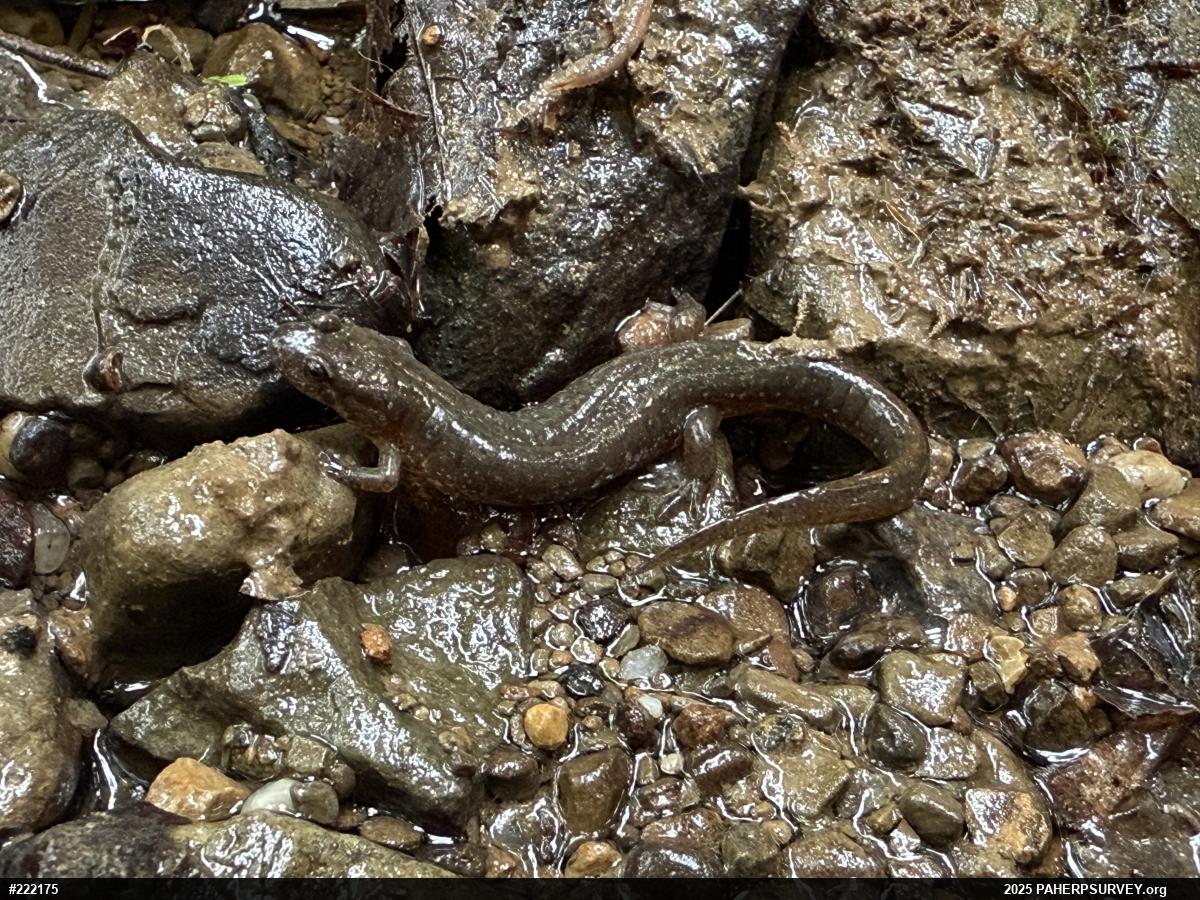 Northern Dusky Salamander