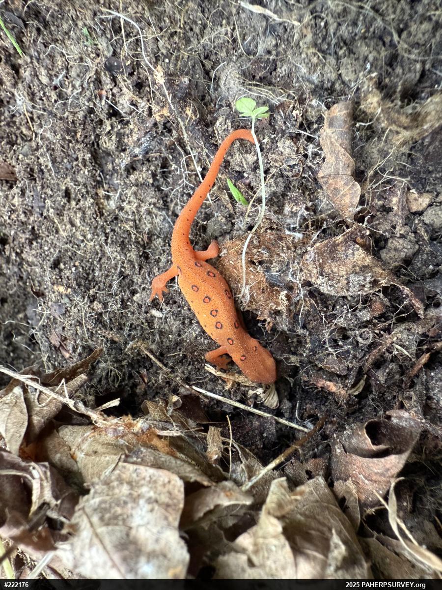 Red-spotted Newt