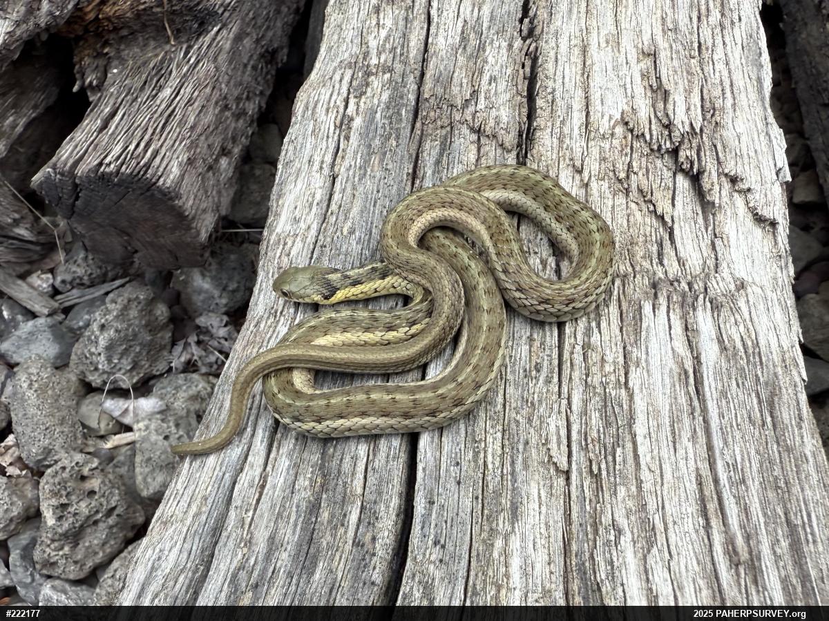 Eastern Gartersnake