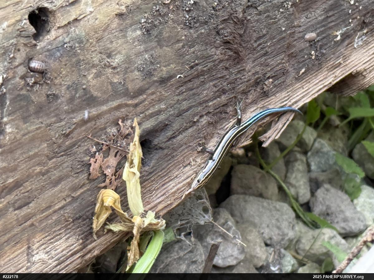 Common Five-lined Skink