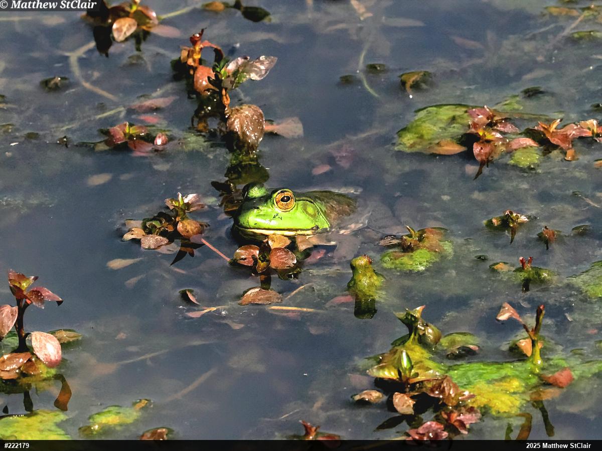 American Bullfrog
