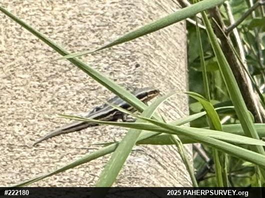 Common Five-lined Skink